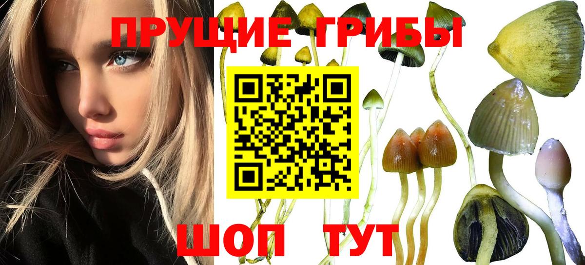 Галлюциногенные грибы Psilocybine cubensis  Вход с VPN  Чебоксары 